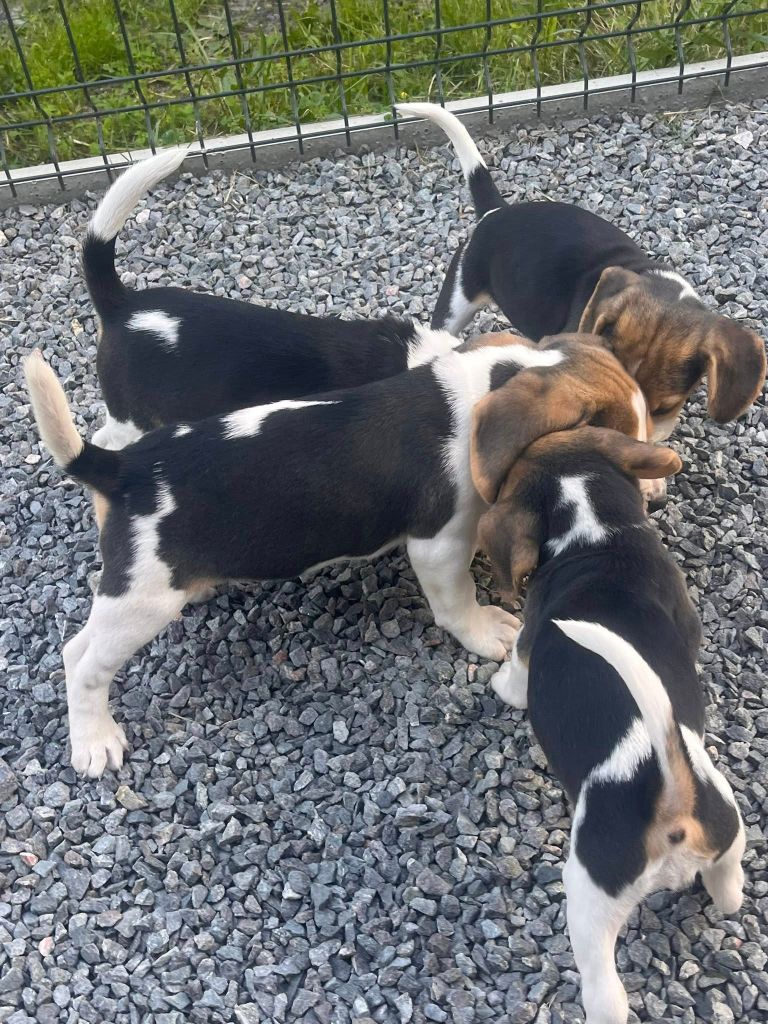 Des Terres De Jossaume - Beagle - Portée née le 20/03/2025
