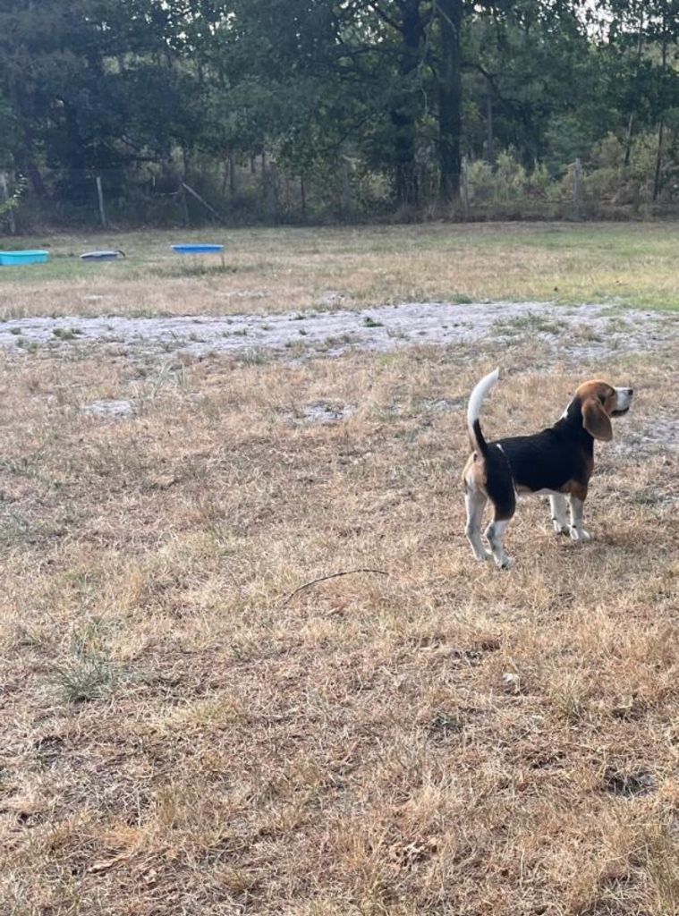 Des Terres De Jossaume - Chiots disponibles - Beagle